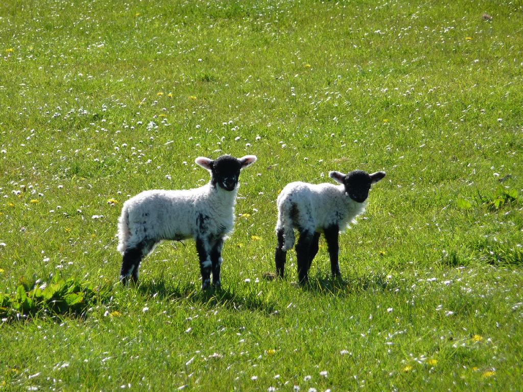 Scales Farm Lambs