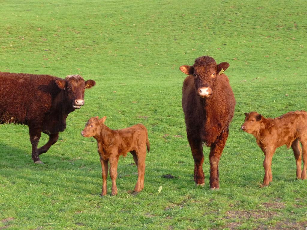 Scales Farm Cows and Calves